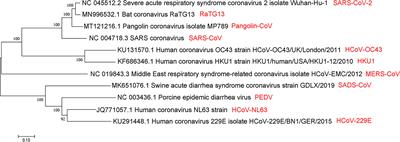 SARS-CoV-2: Origin, Evolution, and Targeting Inhibition